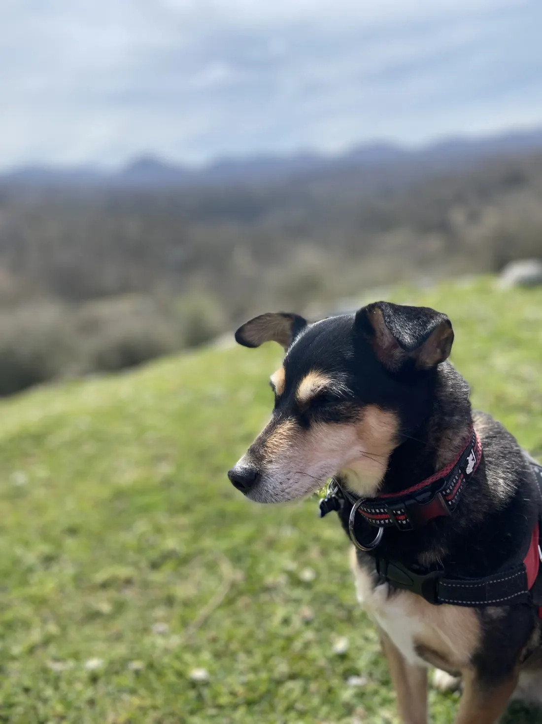 Un cane con la pettorina rossa