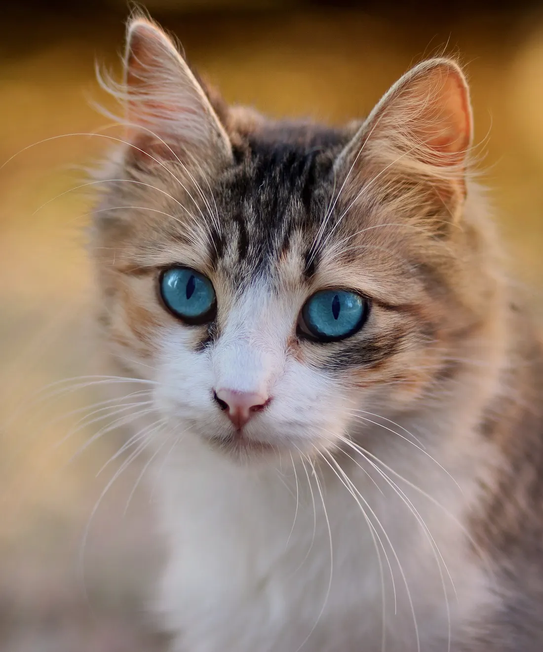 Un gatto tigrato con gli occhi azzurri